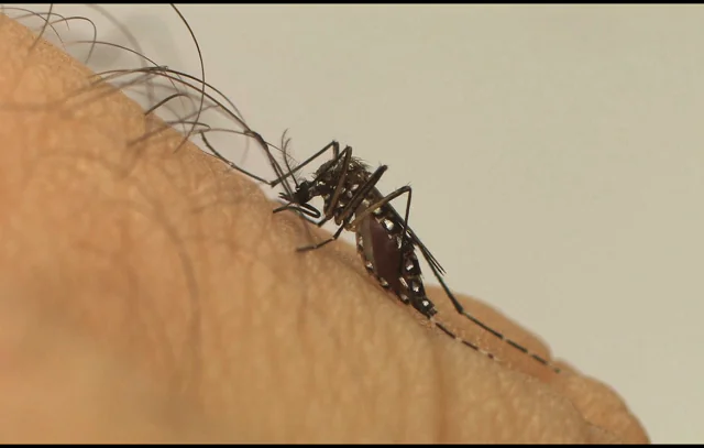 Ações contra a dengue são intensificadas durante esta semana em SP