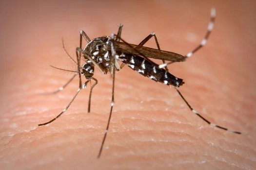 SP promove Dia D e Semanas de Mobilização contra o mosquito da dengue