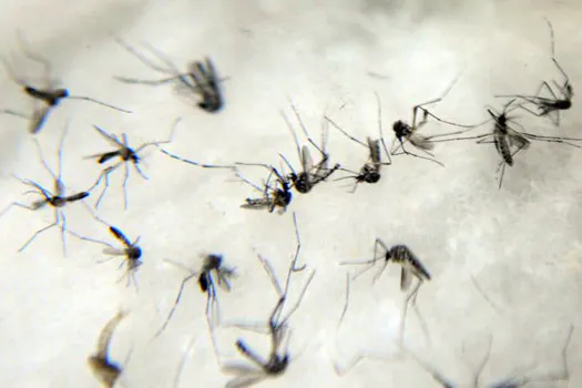 Prefeitura de SP separou nove dicas para prevenir a dengue durante o verão