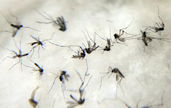 Prefeitura de SP separou nove dicas para prevenir a dengue durante o verão