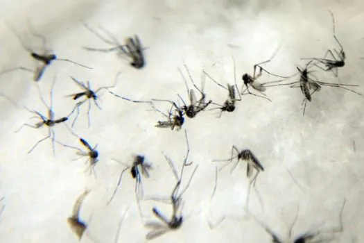 Saúde SP realiza ação de combate à Dengue até 30 de dezembro