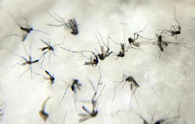 Saúde SP realiza ação de combate à Dengue até 30 de dezembro