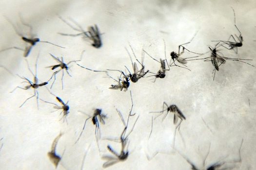 Em SP, Saúde promove medidas de combate e prevenção ao mosquito Aedes aegypti