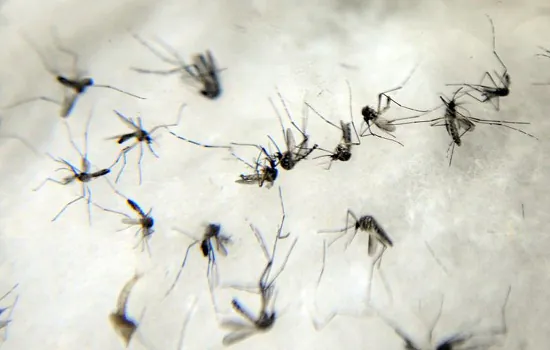 São Paulo terá força-tarefa de combate ao Aedes aegypti