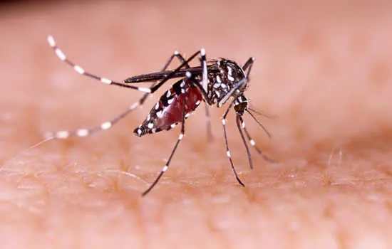 Terminal Jabaquara terá Campanha de Combate ao Aedes Aegypti