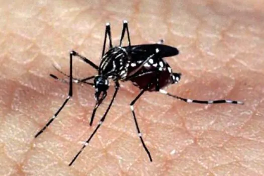 Ação social oferece 10 mil testes para diagnóstico de alergia a mosquitos na Baixada Fluminense