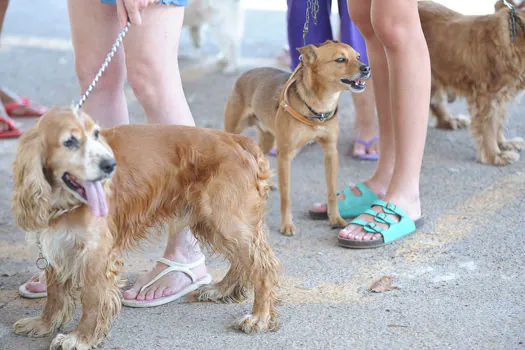 Como denunciar maus tratos de animais domésticos?