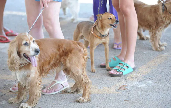 Como denunciar maus tratos de animais domésticos?