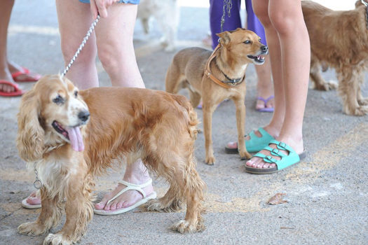 Câncer de Mama: um dos que mais mata pets