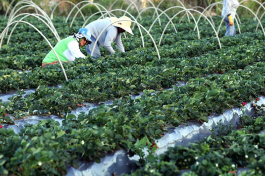 Agricultores têm perfil personalizado na plataforma Gov.br