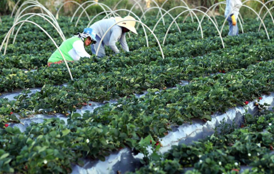 Agricultores têm perfil personalizado na plataforma Gov.br