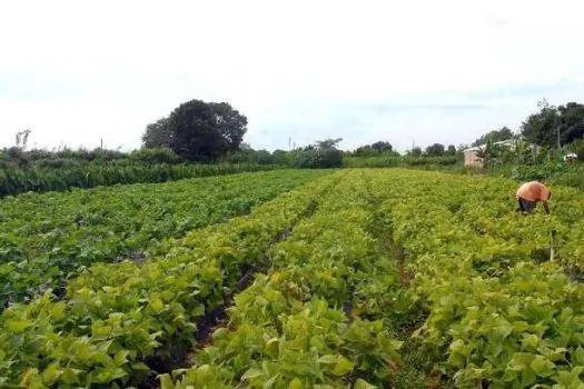 Agricultores de SP podem se cadastrar para comercializar alimentos na Ceagesp