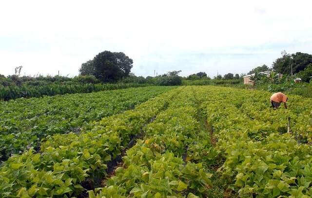 Agricultores de SP podem se cadastrar para comercializar alimentos na Ceagesp