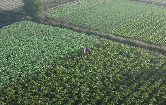 Secretaria de Agricultura inicia adesão ao ciclo 2020/2021 do Projeto Cidadania no Campo