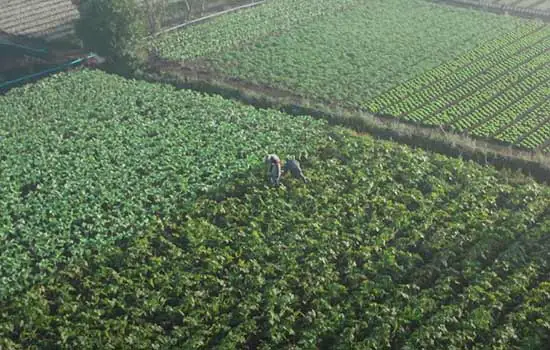 Secretaria de Agricultura inicia adesão ao ciclo 2020/2021 do Projeto Cidadania no Campo