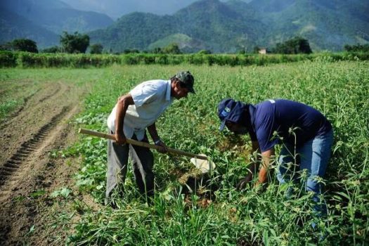 Agricultura familiar é 8ª maior produtora de alimentos do mundo