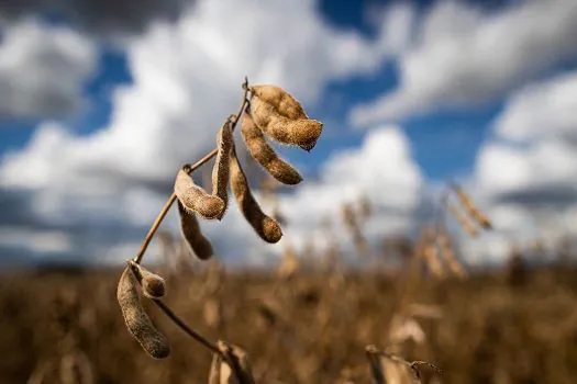 Previsão do Ipea é de estabilidade para setor agropecuário em 2022