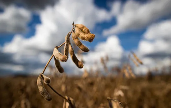 Previsão do Ipea é de estabilidade para setor agropecuário em 2022