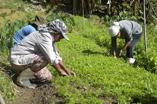 Governo e FAO preparam lançamento do Observatório das Mulheres Rurais