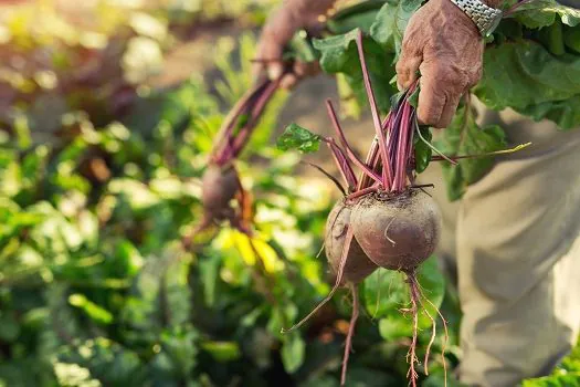 Projeto Brasil Sem Veneno mapeia 542 iniciativas de resistência aos agrotóxicos pelo país