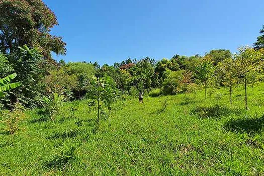 Banco Suíço investe em projeto para o desenvolvimento de agroflorestas na Mata Atlântica