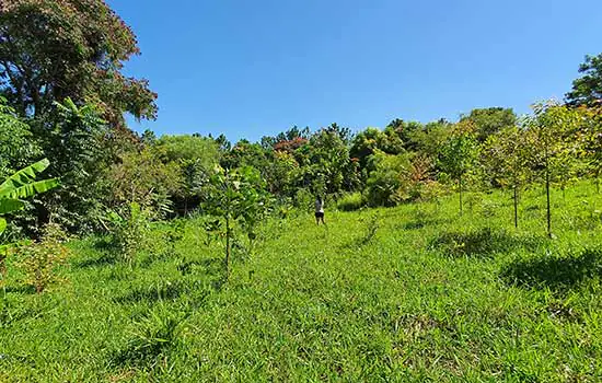 Banco Suíço investe em projeto para o desenvolvimento de agroflorestas na Mata Atlântica