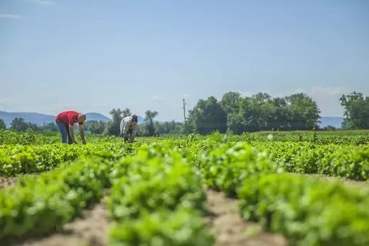 Calor excessivo afeta produção de hortaliças, pescados e reprodução animal