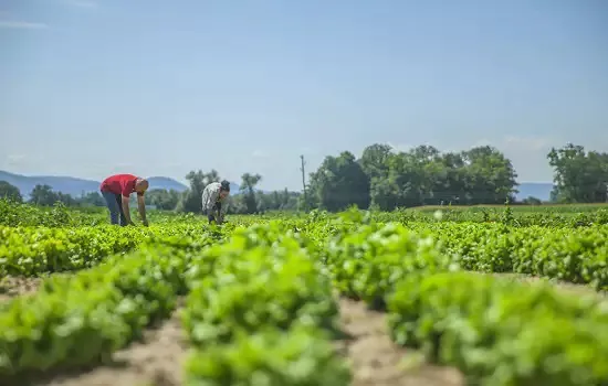 Novos adidos agrícolas reforçam importância do agro