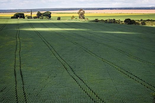 Área reservada à agropecuária no país cresceu 50% em 37 anos