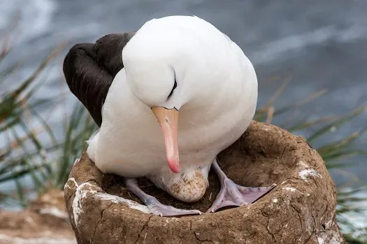 Conheça seis características incríveis dos ovos de albatroz