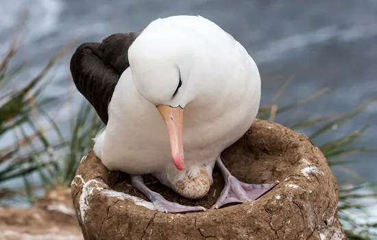 Conheça seis características incríveis dos ovos de albatroz