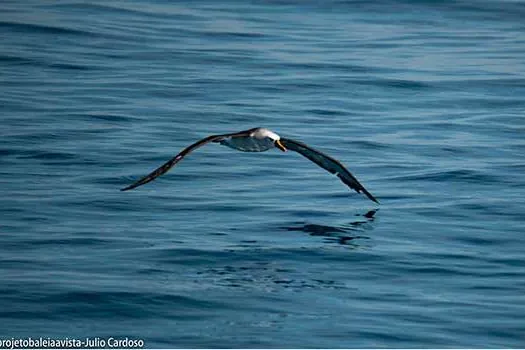 Mais de 100 albatrozes são avistados no litoral de São Paulo