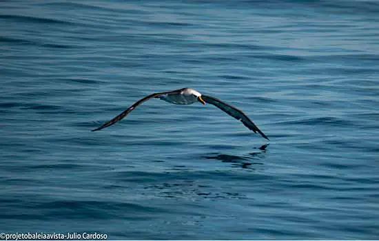 Mais de 100 albatrozes são avistados no litoral de São Paulo