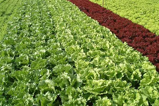 Conab investe R$ 15 milhões na compra de alimentos da agricultura familiar