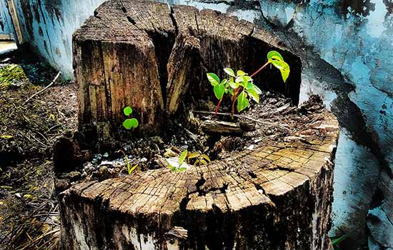 Exposição fotográfica – “Fotografia e Felicidade” acontece em Diadema