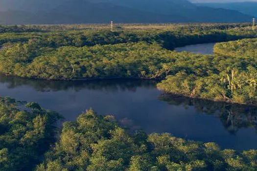 Amazon vai restaurar florestas na Amazônia do País em ação de remoção de carbono