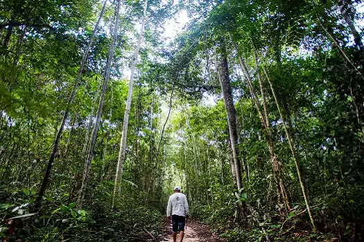 Empresa de sedas vai plantar 100 mil árvores até 2027