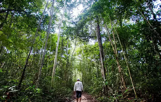 Empresa de sedas vai plantar 100 mil árvores até 2027