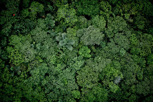 Dia da Amazônia: Curta!On celebra a data com seleção especial