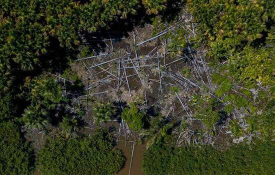 ONGs querem moratória de desmatamento para conter devastação da Amazônia