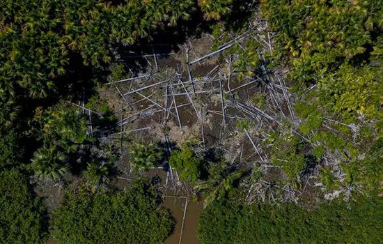 ONGs: moratória do desmatamento faz parte de medidas para conter devastação da Amazônia