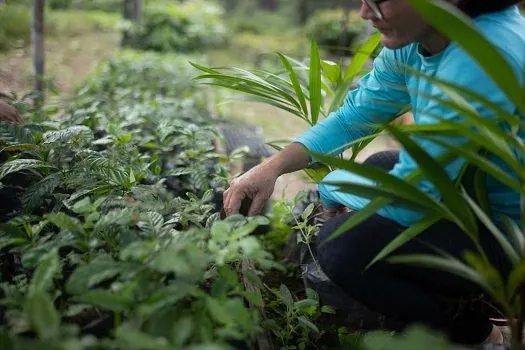 TCFF se une à SOS Amazônia para plantar 1 milhão de árvores