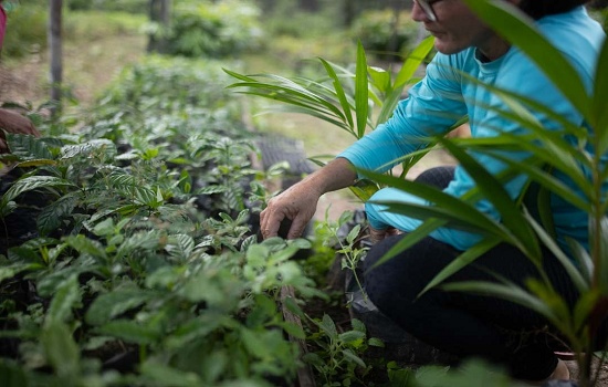 TCFF se une à SOS Amazônia para plantar 1 milhão de árvores