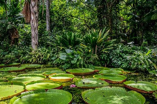 Brasil está entre os que mais preservam meio ambiente, diz SPE em nota