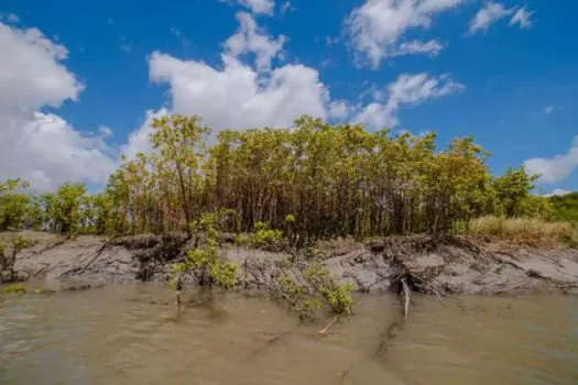 Mudanças climáticas afetam biologia e até comportamento de caranguejos