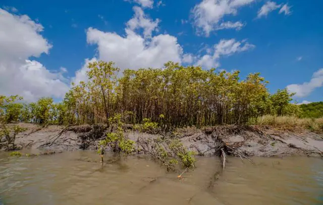 Mudanças climáticas afetam biologia e até comportamento de caranguejos