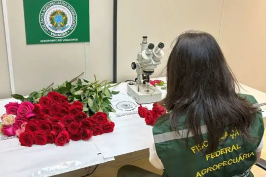 Vigiagro fiscaliza 50 toneladas de rosas para o Dia dos Namorados