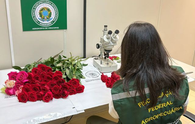 Vigiagro fiscaliza 50 toneladas de rosas para o Dia dos Namorados