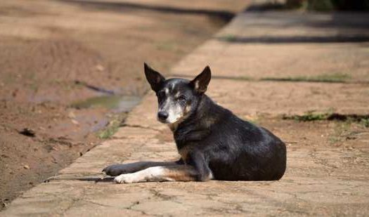 Resgate de cães e gatos abandonados requer cuidados especiais