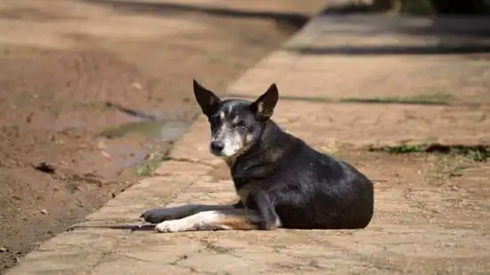 Resgate de cães e gatos abandonados requer cuidados especiais